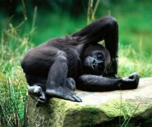 Układanka Monkey odpoczynku