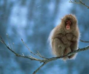 Układanka Monkey siedzącego na gałęzi drzewa