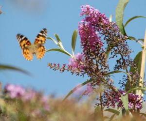 Układanka Motyl latające nad kwiatami