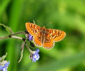 Układanka Motyl lecący do kwiatów