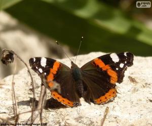 Układanka Motyl na skale