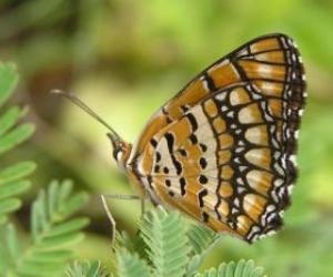 Układanka Motyl spoczywała na zakład