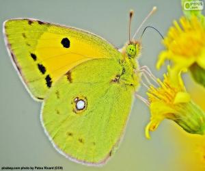 Układanka Motyl wapna