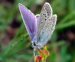 Układanka Motyl