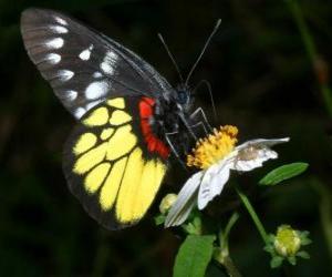 Układanka Motyl