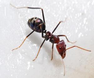 Układanka Mrówka, owad, który istnieje praktycznie nigdzie na świecie