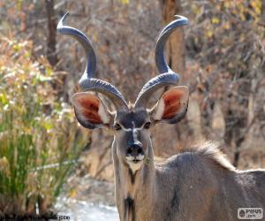 Układanka Mężczyzna Kudu