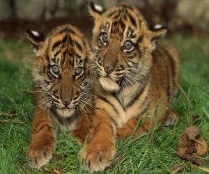 Układanka Młode tygrysy