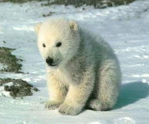 Układanka Młodych niedźwiedzi polarnych