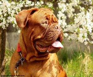 Układanka Na czele Dog z Bordeaux