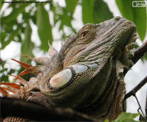 Układanka Na czele iguana