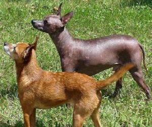 Układanka Nagi pies meksykański jedna z ras psów, które nie posiadają owłosienia.