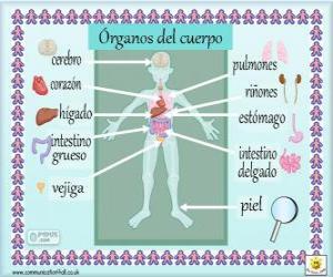 Układanka Narządy ludzkiego ciała w języku hiszpańskim