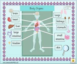 Układanka Narządy ludzkiego ciała w języku angielskim
