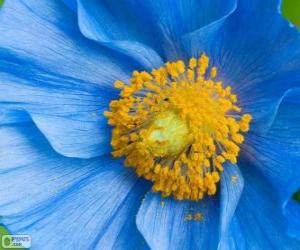 Układanka Niebieski kwiat