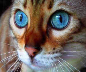 Układanka niebieskie oczy kota