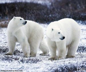 Układanka Niedźwiedzie polarne