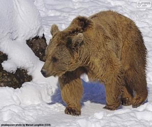 Układanka Niedźwiedź brunatny na śniegu