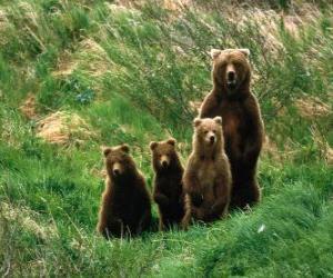 Układanka Niedźwiedź Family