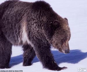 Układanka Niedźwiedź Grizzly