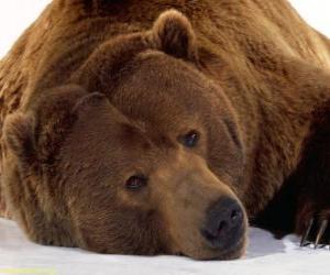 Układanka Niedźwiedź odpoczynku