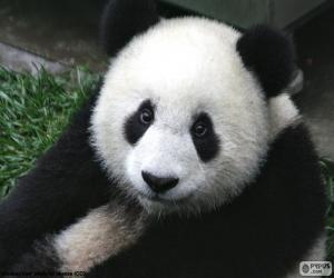 Układanka Niedźwiedź Panda