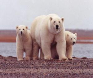 Układanka Niedźwiedź polarny Rodzina