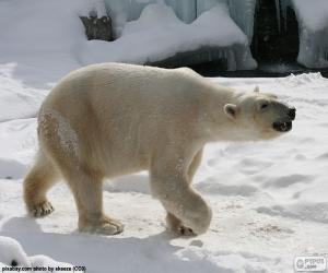 Układanka Niedźwiedź polarny