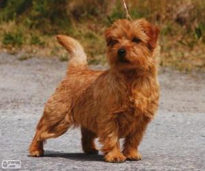 Układanka Norwich Terrier