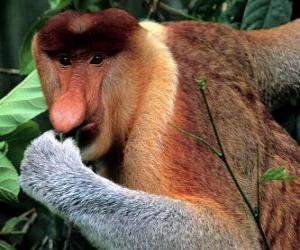 Układanka Nosacz, nosacz sundajski (Nasalis larvatus) – gatunek małpy z rodziny makakowatych wyróżniającej się charakterystycznym nosem, jedyny przedstawiciel rodzaju Nasalis