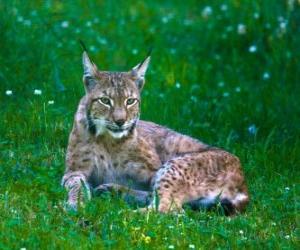 Układanka odpoczynku lynx