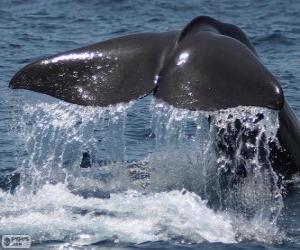 Układanka Ogon wieloryba