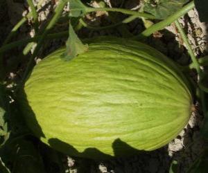 Układanka Ogórek melon