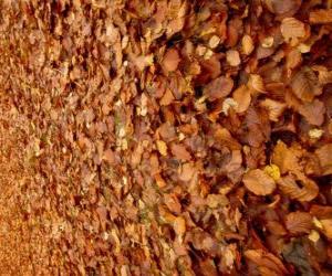 Układanka Opadłych liści na ziemi, typowy obraz jesieni