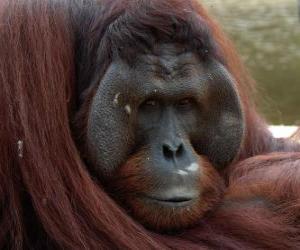 Układanka Orangutan borneański