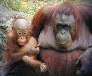Układanka orangutan z dzieckiem