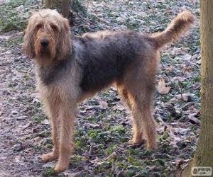 Układanka Otterhound