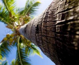Układanka Palma kokosowa