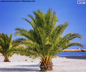 Układanka Palmy na plaży