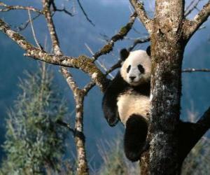 Układanka Panda na drzewie