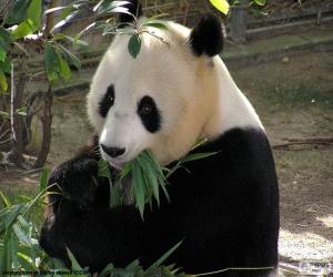 Układanka Panda wielka