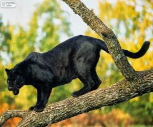 Układanka Pantera czarna na gałęzi drzewa