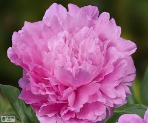 Układanka Peony Dinner plate