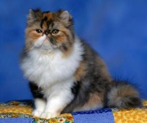 Układanka Persian Kitten