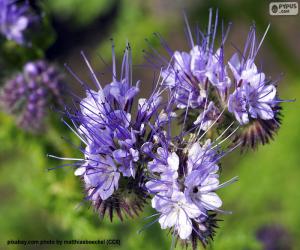 Układanka Phacelia tanacetifolia