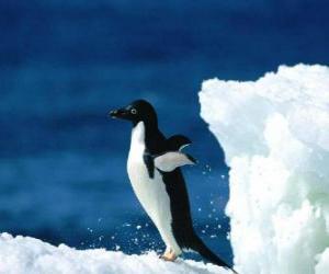 Układanka Pingwiny nad śnieg Antarktyda