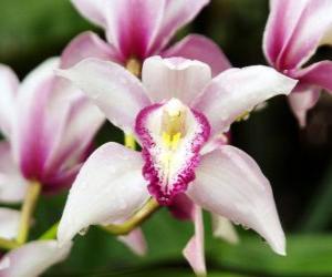 Układanka Piękne kwiaty orchidei