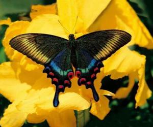 Układanka Piękny motyl na żółty kwiat