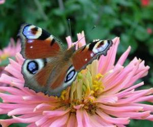 Układanka Piękny motyl skrzydła szeroko otwarte