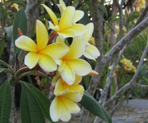 Układanka Plumeria żółty